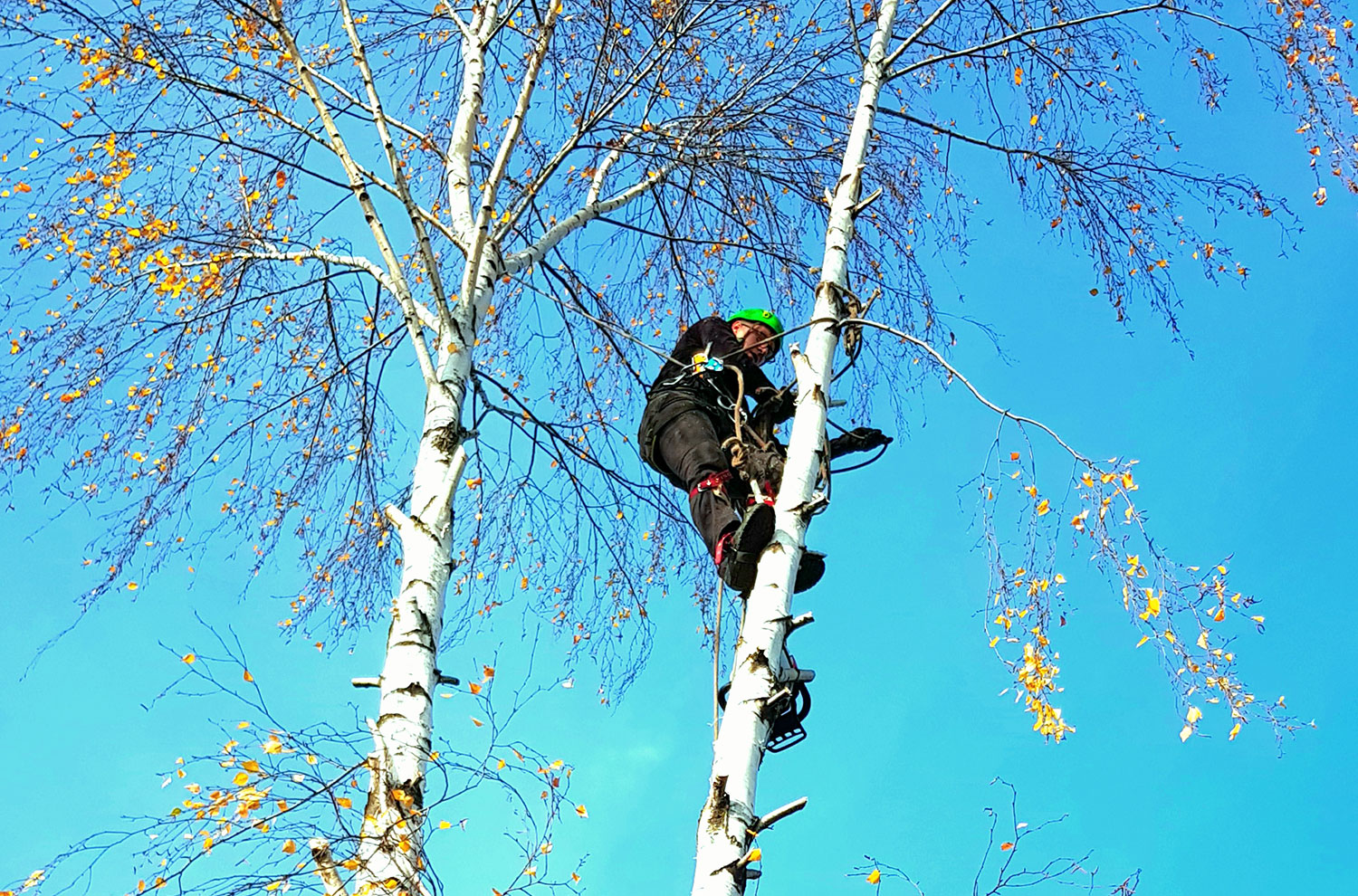 Curatare copaci Ilfov, Bucuresti, Ploiesti
